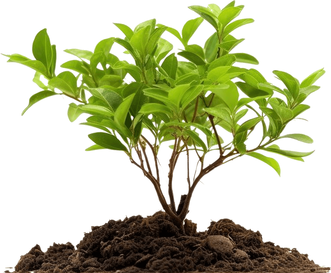 plant_img