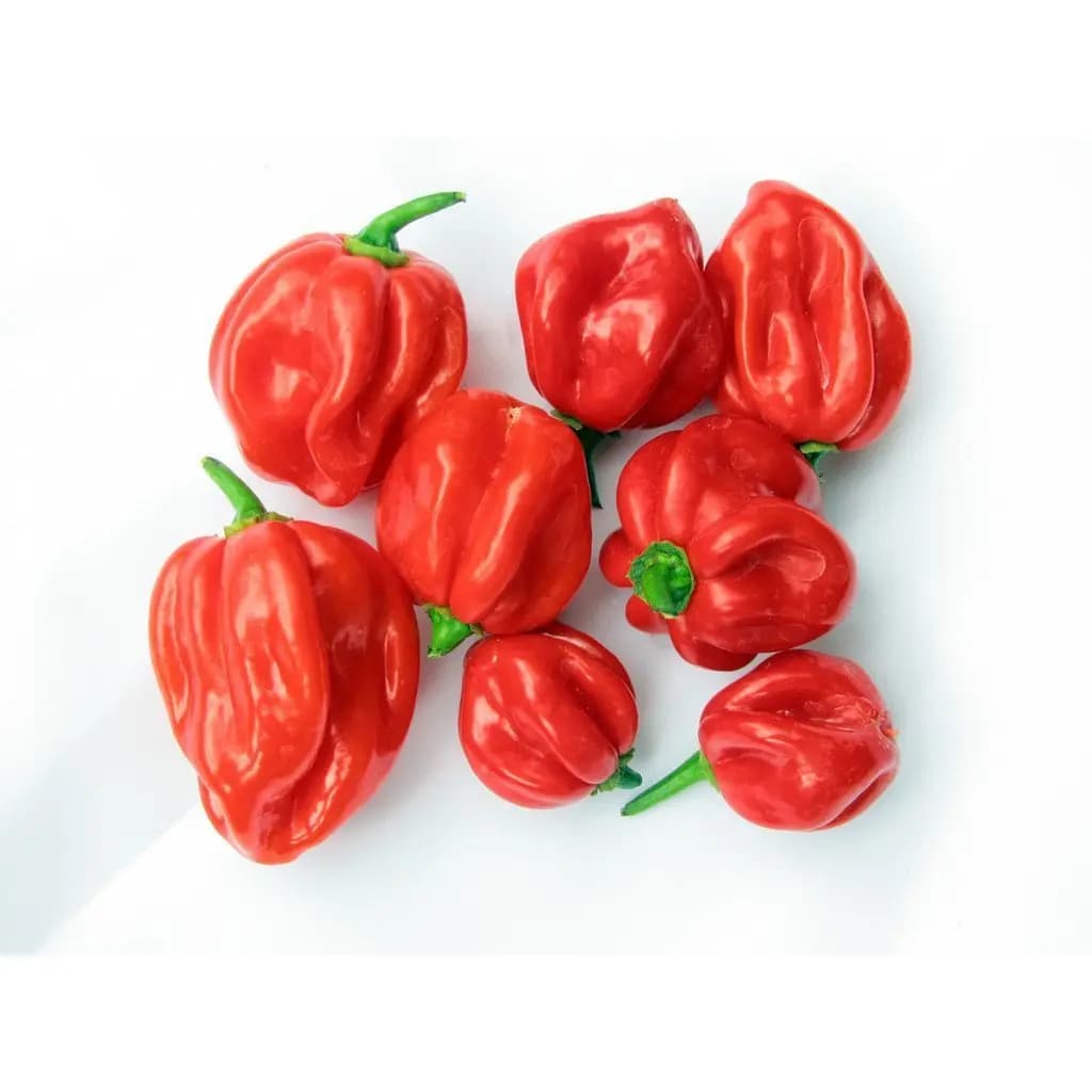 Scotch Bonnet